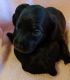 Dachshund Puppies for sale in Virgilina, VA 24598, USA. price: $1,000