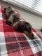 Dachshund Puppies for sale in Rowlett, TX, USA. price: $900