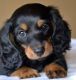 Dachshund Puppies for sale in Mammoth Spring, AR 72554, USA. price: NA