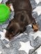 Dachshund Puppies for sale in Indianapolis, IN, USA. price: $700