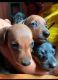 Dachshund Puppies for sale in Chintamani, Karnataka 563125, India. price: 7000 INR