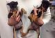 Dachshund Puppies for sale in Kuwait St, Fayetteville, NC 28303, USA. price: NA