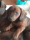 Dachshund Puppies for sale in Stone Mountain, GA, USA. price: $750