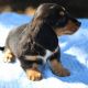 Dachshund Puppies for sale in Tumwater, WA 98501, USA. price: NA