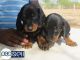 Dachshund Puppies for sale in Rawatsar, Rajasthan 335524, India. price: 5000 INR