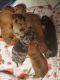 Dachshund Puppies for sale in Twin Falls, ID, USA. price: NA