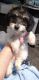 Dachshund Puppies for sale in West Branch, MI 48661, USA. price: NA