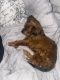 Dachshund Puppies for sale in Guadalupe, AZ 85283, USA. price: NA