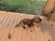 Dachshund Puppies for sale in Lincolnwood, IL 60712, USA. price: NA