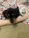 Dachshund Puppies for sale in Austin, TX, USA. price: NA
