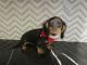 Dachshund Puppies for sale in Beaumont, TX, USA. price: $999