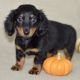Dachshund Puppies for sale in St. Augustine, FL, USA. price: NA