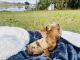 Dachshund Puppies for sale in Eustis, FL, USA. price: NA