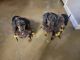 Dachshund Puppies for sale in Sheridan, AR 72150, USA. price: $400