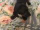 Dachshund Puppies for sale in Chattanooga, TN, USA. price: NA