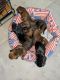 Dachshund Puppies for sale in Chakkaraparambu, Vennala, Ernakulam, Kerala, India. price: 8000 INR