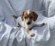 Dachshund Puppies for sale in Fort Myers, FL, USA. price: $1,000