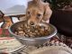 Dachshund Puppies for sale in Pittsboro, NC 27312, USA. price: NA