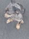 Dachshund Puppies for sale in Bakersfield, CA, USA. price: $200