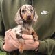 Dachshund Puppies for sale in Texas City, TX, USA. price: $1,000