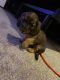 Dachshund Puppies for sale in Burton, MI, USA. price: $450