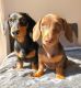 Dachshund Puppies for sale in New York, NY, USA. price: NA