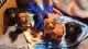 Dachshund Puppies for sale in Lockport, NY 14094, USA. price: NA