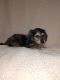 Dachshund Puppies for sale in Warrens, WI 54666, USA. price: NA