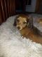 Dachshund Puppies for sale in Severna Park, MD, USA. price: $1,250