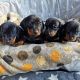 Dachshund Puppies for sale in Wendell, NC, USA. price: $500