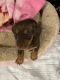 Dachshund Puppies for sale in Miami, FL, USA. price: $1,500
