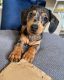 Dachshund Puppies for sale in Allegan, MI 49010, USA. price: NA