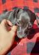 Dachshund Puppies for sale in Conroe, TX, USA. price: NA