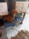 Dachshund Puppies for sale in Sethiathoppu, Tamil Nadu 608702, India. price: 8000 INR