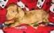 Dachshund Puppies for sale in San Antonio, TX 78253, USA. price: NA