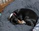 Dachshund Puppies for sale in Rio Frio, TX 78879, USA. price: NA