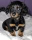 Dachshund Puppies for sale in Princeton, WV 24740, USA. price: $750
