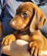 Dachshund Puppies for sale in 12532 Donahue Rd, Glen Allen, VA 23059, USA. price: $800