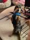 Dachshund Puppies for sale in Moyie Springs, ID 83845, USA. price: NA