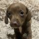 Dachshund Puppies for sale in Los Angeles, CA, USA. price: $400