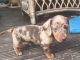 Dachshund Puppies for sale in Duluth, GA, USA. price: NA