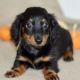 Dachshund Puppies for sale in Los Angeles, CA, USA. price: $300