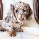 Dachshund Puppies for sale in Cuttack, Odisha, India. price: 20000 INR