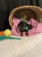 Dachshund Puppies for sale in 351 3rd Ave, Chula Vista, CA 91910, USA. price: NA