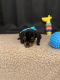 Dachshund Puppies for sale in 351 3rd Ave, Chula Vista, CA 91910, USA. price: $700