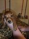 Dachshund Puppies for sale in David City, NE 68632, USA. price: $80,000