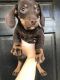 Dachshund Puppies for sale in Tucson, AZ, USA. price: $900