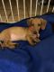 Dachshund Puppies for sale in Fort Lauderdale, FL 33351, USA. price: $500