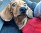 Dachshund Puppies for sale in Brookhaven, GA, USA. price: $2,000
