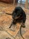 Dachshund Puppies for sale in LaFollette, TN, USA. price: NA